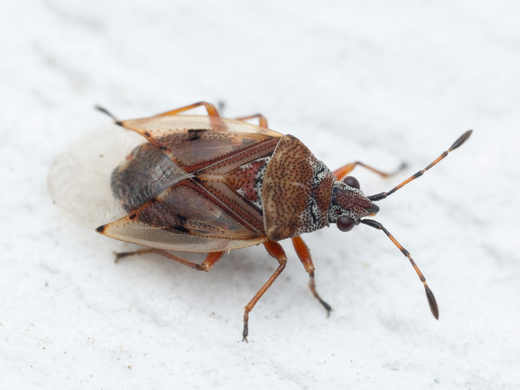 Birch Catkin Bug, photo 1 of 8