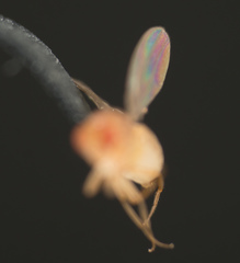 Drosophila melanogaster