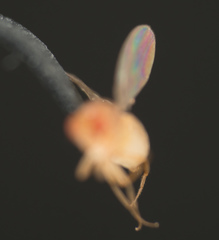Drosophila melanogaster