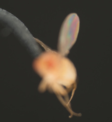 Drosophila melanogaster