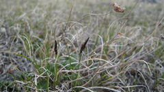 Carex rupestris