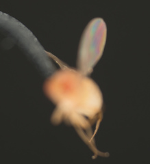 Drosophila melanogaster