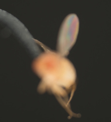 Drosophila melanogaster