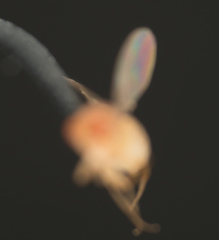 Drosophila melanogaster