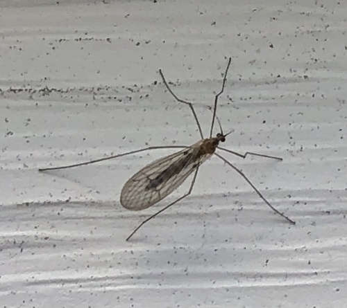 Unknown species found near Long Island, New York, NY, US