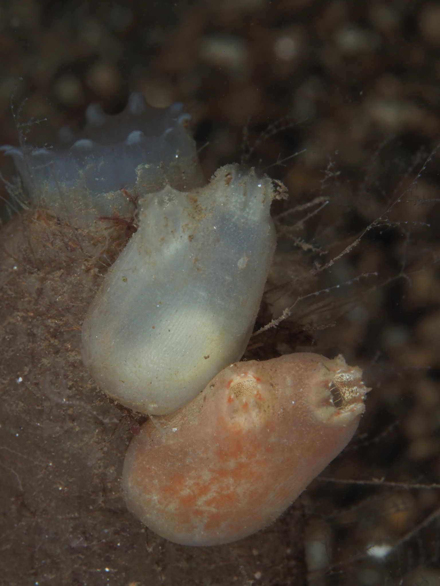 Ascidiella aspersa (Müller, 1776)
