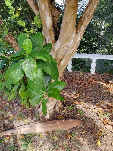 Chalate (Ficus trigonata)