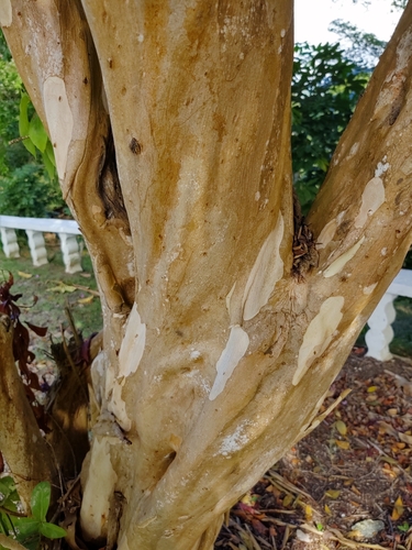 Image of Ficus trigonata by no rights reserved
