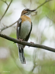 Cercotrichas quadrivirgata