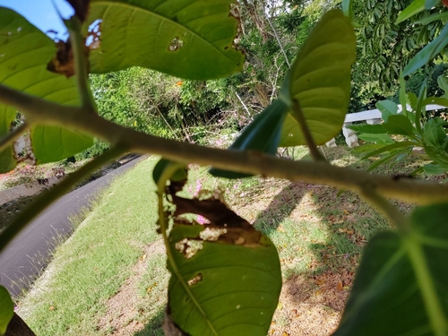 Image of Ficus trigonata by no rights reserved