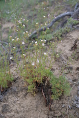 Chamaerhodos grandiflora