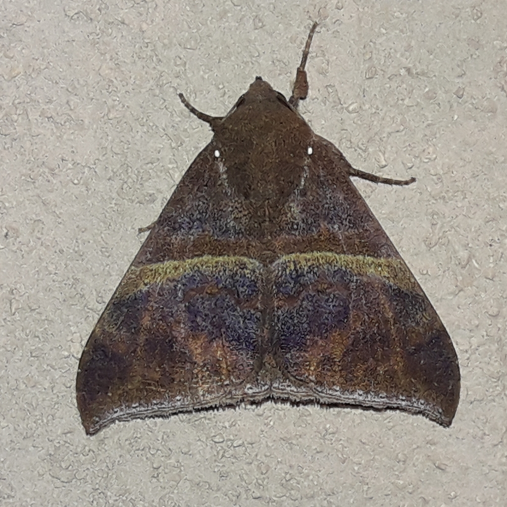 Ophisma tropicalis