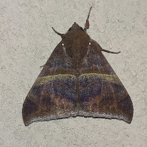 Ophisma tropicalis