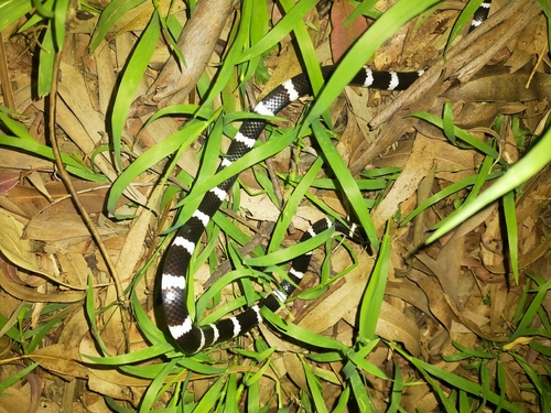 Eastern Bandy Bandy sighting