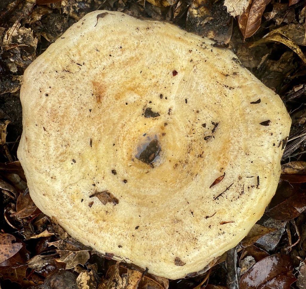 Lactarius alnicola · November 2025 · photo: © hllrnnr (iNaturalist, cc0)