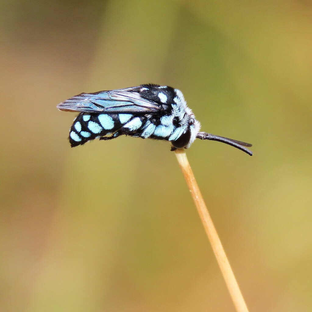 Chequered Cuckoo Bee from Bermagui NSW 2546, Australia on November 17 ...