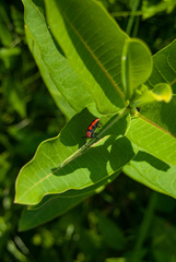 Tetraopes tetrophthalmus
