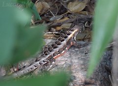 Stenocercus doellojuradoi