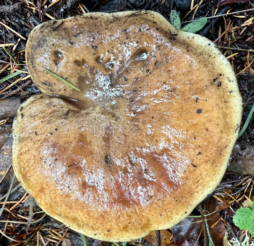Suillus caerulescens · November 2025 · photo: © hllrnnr (iNaturalist, cc0)