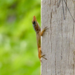 Anolis wattsii