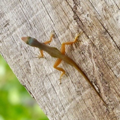Anolis wattsii