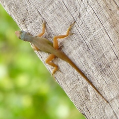 Anolis wattsii
