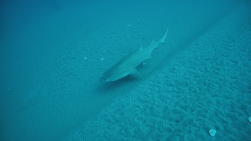 Carcharias taurus