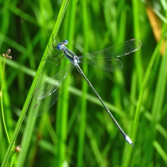 Lestes plagiatus