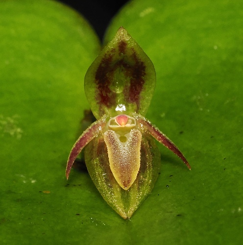 Matuda's Orchid (Pleurothallis matudana)