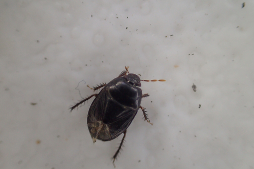 Cydnidae