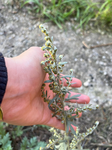 absinthe wormwood