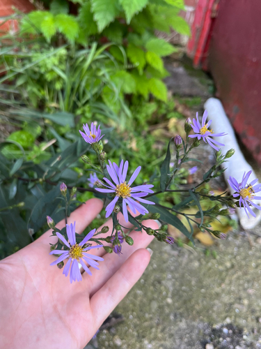 smooth blue aster