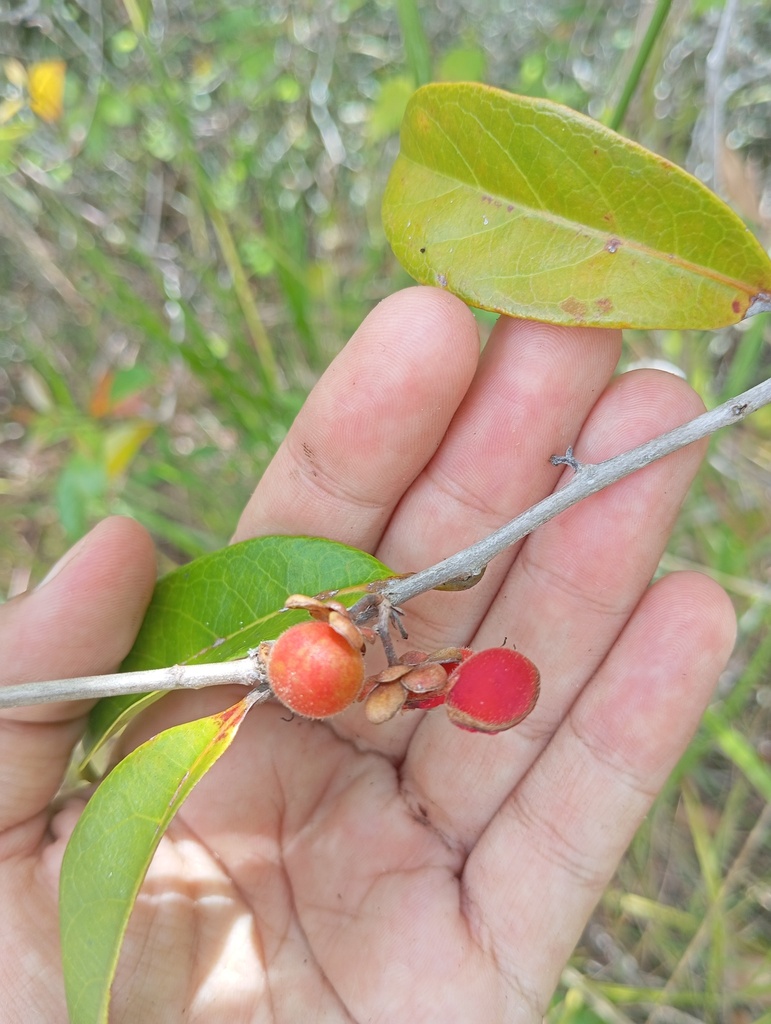 Doliocarpus nitidus