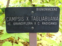 Campsis × tagliabuana