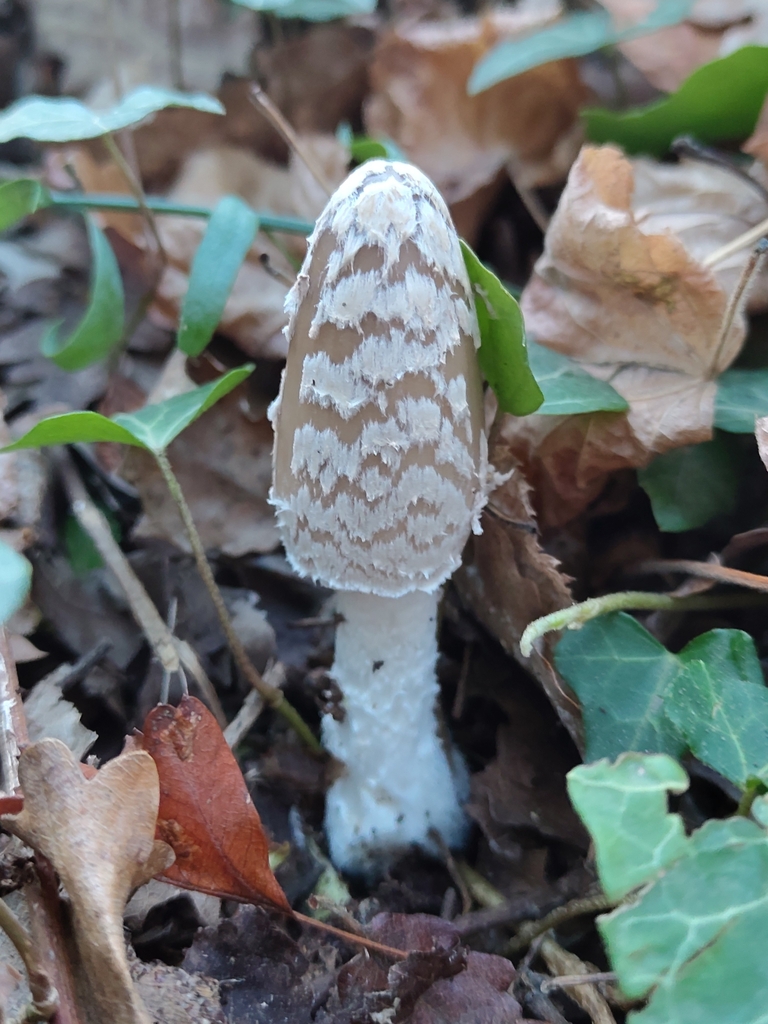Coprinopsis picacea · November 2025 · photo: © rolandgodon (iNaturalist, cc-by)