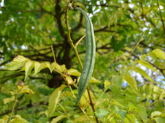 Campsis × tagliabuana