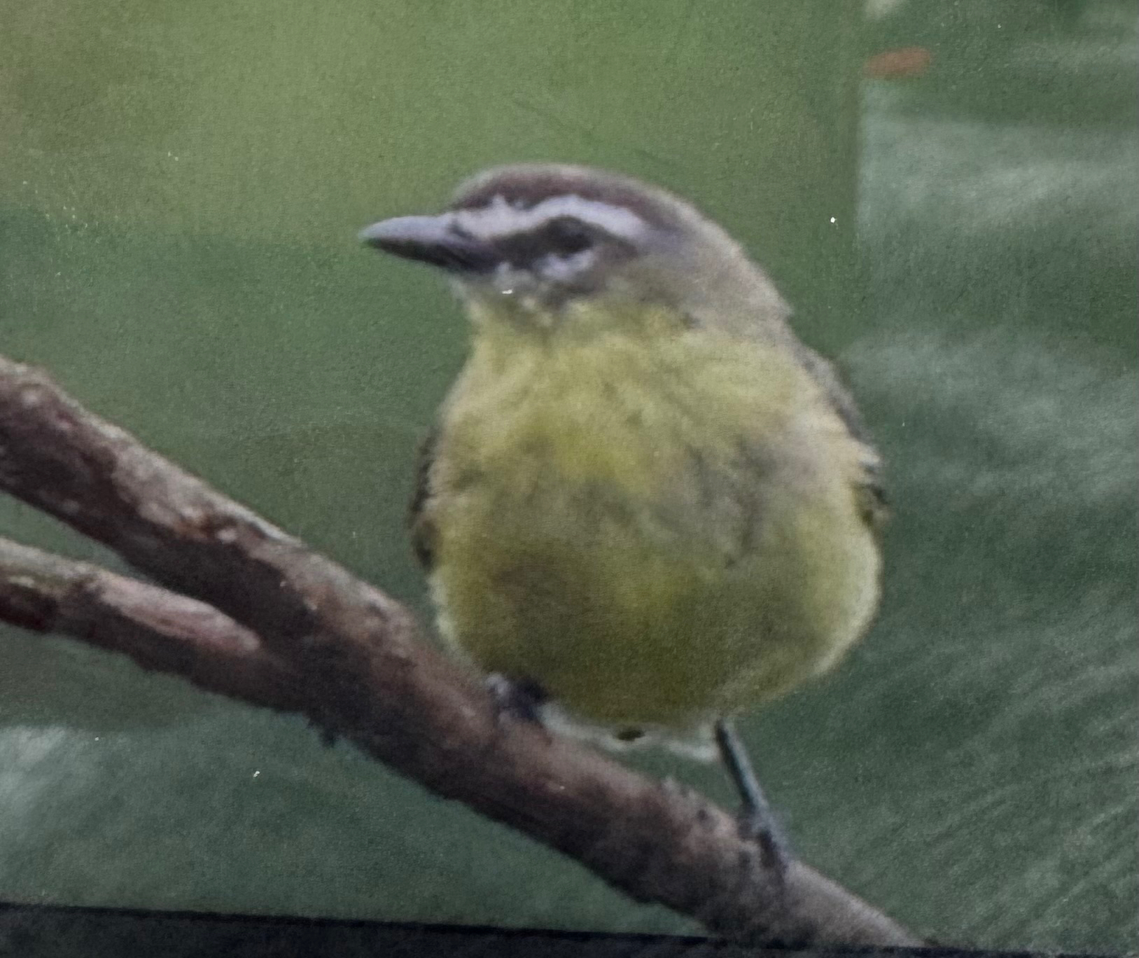 Brown-capped Tyrannulet (Ornithion brunneicapillus), photo 8
