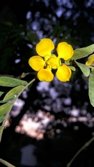Gonopterodendron arboreum