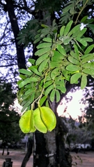 Gonopterodendron arboreum
