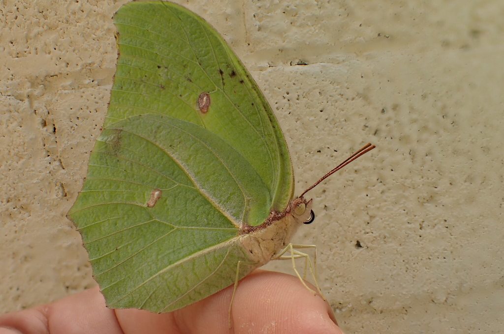 Yellow-angled Sulphur