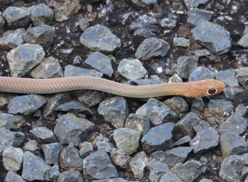Greater Black Whipsnake sighting