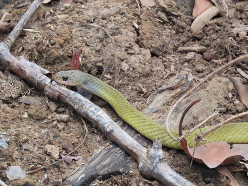 Common keelback sighting