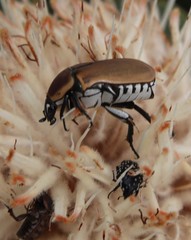 Oxythyrea testaceoguttata