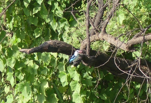 Woodland Kingfisher