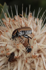 Oxythyrea testaceoguttata