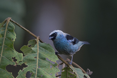 Tangara labradorides