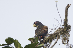 Pionus chalcopterus