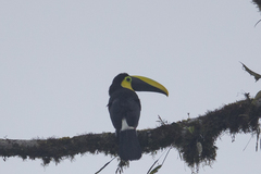 Ramphastos brevis