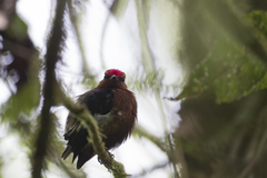 Machaeropterus deliciosus