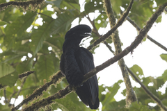 Cephalopterus penduliger